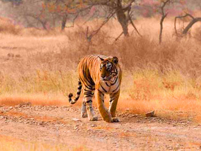 india-wildlife-tour